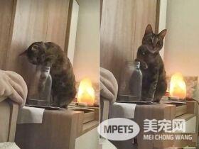 喵想要和妈咪挤一起取暖 自备被被也太可爱了