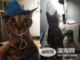 喵想要和妈咪挤一起取暖 自备被被也太可爱了