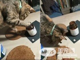 喵想要和妈咪挤一起取暖 自备被被也太可爱了