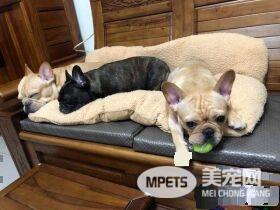 超爱玩球球法斗 为讨球球发出尴尬的声音