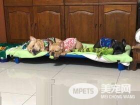超爱玩球球法斗 为讨球球发出尴尬的声音