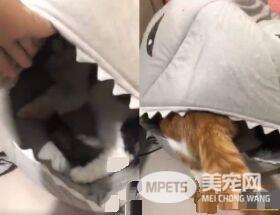 鲨鱼猫窝被橘猫压扁 饲主拨开里面黑白猫超无辜