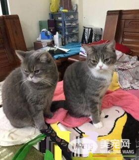 遇到诈骗集团! 喂食2年的喵老大发现被骗了