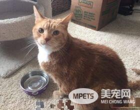 猫奴为爱猫採购猫食 竟与待认养橘猫一见钟情