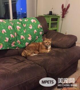 猫奴为爱猫採购猫食 竟与待认养橘猫一见钟情