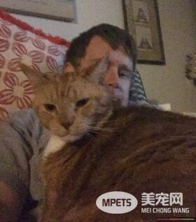 猫奴为爱猫採购猫食 竟与待认养橘猫一见钟情