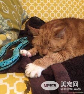 猫奴为爱猫採购猫食 竟与待认养橘猫一见钟情
