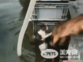 见喵落水奋不顾身救援 狗狗最佳救援!
