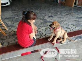巨婴汪一年暴风成长  站起来比妈妈还高