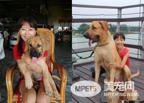 巨婴汪一年暴风成长  站起来比妈妈还高