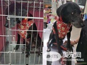 米克斯狗狗对阿伯一见钟情 每天跟着卖玉兰花