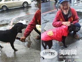 米克斯狗狗对阿伯一见钟情 每天跟着卖玉兰花