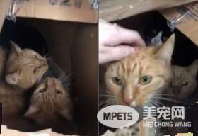 11只猫咪被困纸箱 胶带密封蓄意要活活闷死