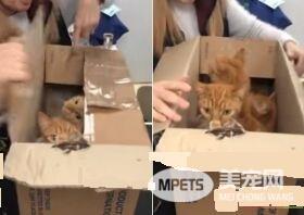 11只猫咪被困纸箱 胶带密封蓄意要活活闷死