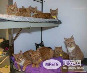 11只猫咪被困纸箱 胶带密封蓄意要活活闷死