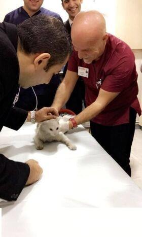 猫咪鬼门关前走了一回 因祸得福获真命猫奴