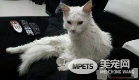猫咪鬼门关前走了一回 因祸得福获真命猫奴