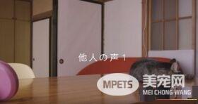 猫咪到底认得主人声音吗？答案在这支广告里