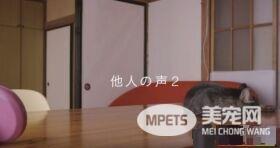 猫咪到底认得主人声音吗？答案在这支广告里