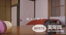 猫咪到底认得主人声音吗？答案在这支广告里