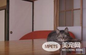 猫咪到底认得主人声音吗？答案在这支广告里