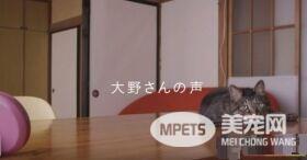 猫咪到底认得主人声音吗？答案在这支广告里