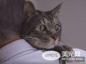 猫咪到底认得主人声音吗？答案在这支广告里