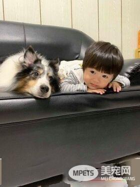 汪星人镇妖符尿的意义深重 网友看出惊人事实!