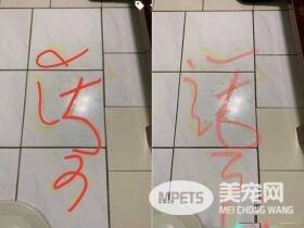 汪星人镇妖符尿的意义深重 网友看出惊人事实!