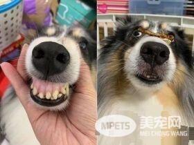 汪星人镇妖符尿的意义深重 网友看出惊人事实!