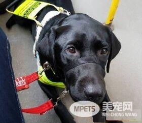 盲人被骂骗子赶下公车 无知妇女：导盲犬没有黑的