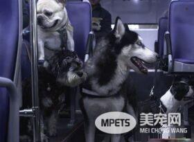 狗狗公交来了运营已近两年 一起打造友善城市