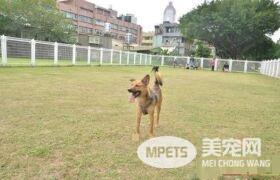 狗狗公交来了运营已近两年 一起打造友善城市