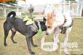 狗狗公交来了运营已近两年 一起打造友善城市
