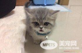 带着猫滚出去! 3年后阿嬷关心瘦得跟猴一样
