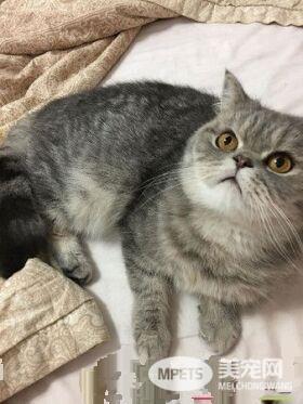 带着猫滚出去! 3年后阿嬷关心瘦得跟猴一样