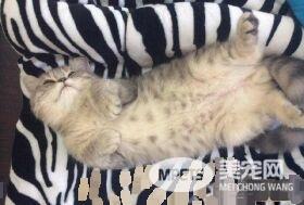 带着猫滚出去! 3年后阿嬷关心瘦得跟猴一样