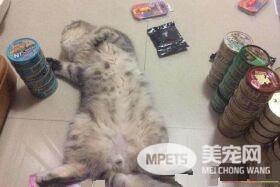 带着猫滚出去! 3年后阿嬷关心瘦得跟猴一样