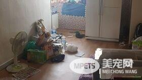 南韩发生虐狗悲剧 狗被关空屋惨遭活活饿死