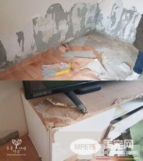 南韩发生虐狗悲剧 狗被关空屋惨遭活活饿死