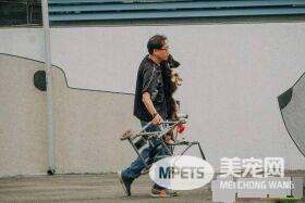板桥第一暖男 帮助瘫痪的小狗重拾笑容与活泼