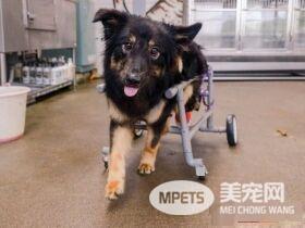 板桥第一暖男 帮助瘫痪的小狗重拾笑容与活泼