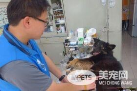 板桥第一暖男 帮助瘫痪的小狗重拾笑容与活泼