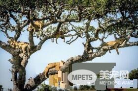 在大自然讨生活也很辛苦 狮子被苍蝇吓到躲树上