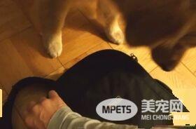 超现实黄金猎犬 主人回家热情迎接后要拿礼物