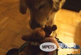 超现实黄金猎犬 主人回家热情迎接后要拿礼物