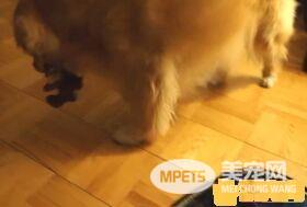 超现实黄金猎犬 主人回家热情迎接后要拿礼物