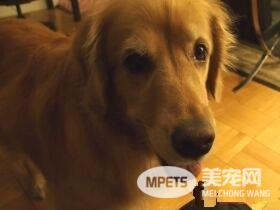 超现实黄金猎犬 主人回家热情迎接后要拿礼物