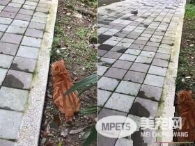每天跑来约会 小橘猫卸下新防变撒娇鬼