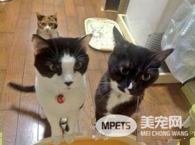 贪吃哥哥被弟弟暴打 超冲击性的画面被拍下